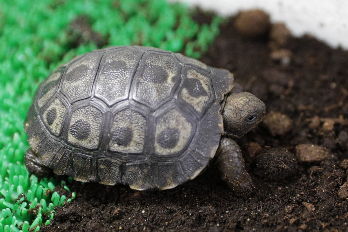 أول ولادة في فرنسا لإحدى سلاحف غالاباغوس العملاقة